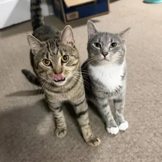 Almond (playful and loves his BFF Cashew)
