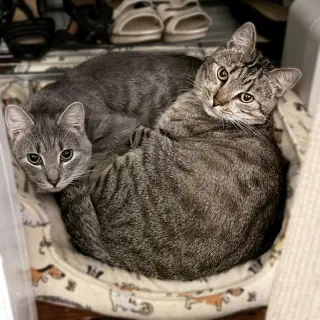 Almond (playful and loves his BFF Cashew)
