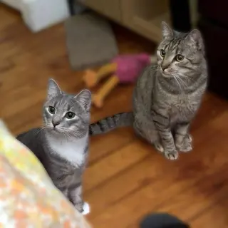Almond (playful and loves his BFF Cashew)