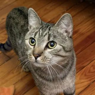 Almond (playful and loves his BFF Cashew)
