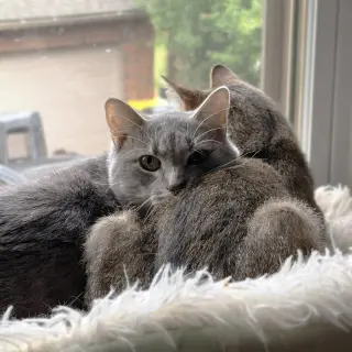 Almond (playful and loves his BFF Cashew)