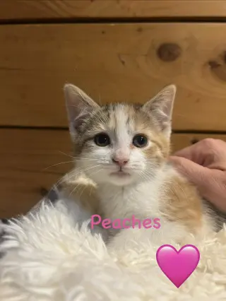 Peaches