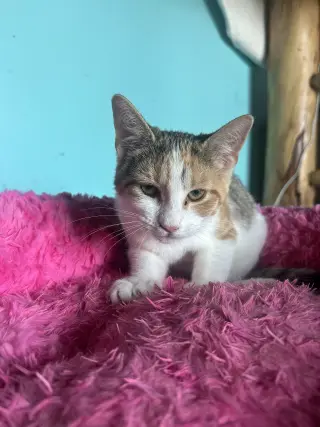 Peaches