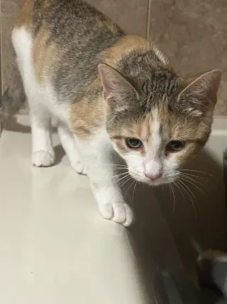 Peaches