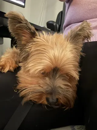 Milo
