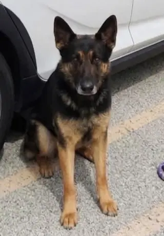 BRUNO
