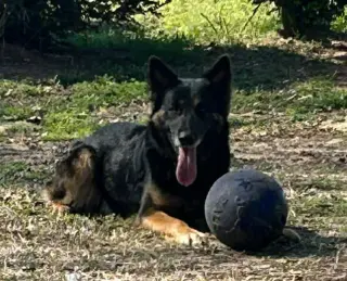 BRUNO
