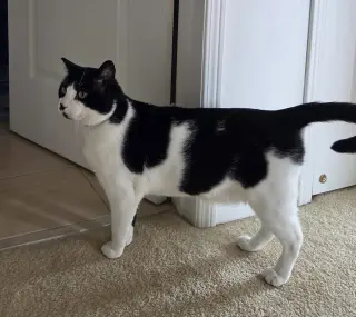 Lord Mr. Whiskers