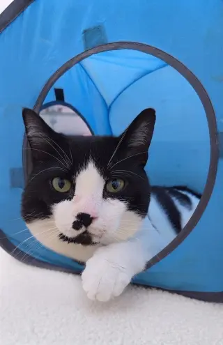 Lord Mr. Whiskers