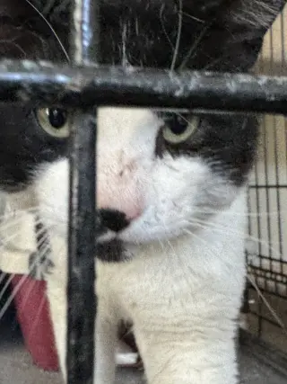 Lord Mr. Whiskers