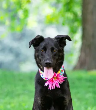 Dolly