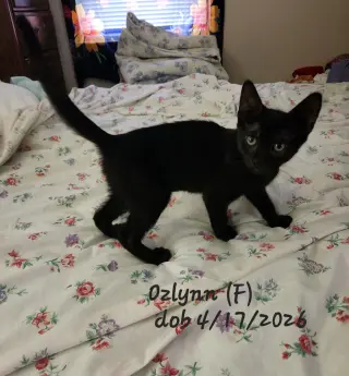 Ozlynn