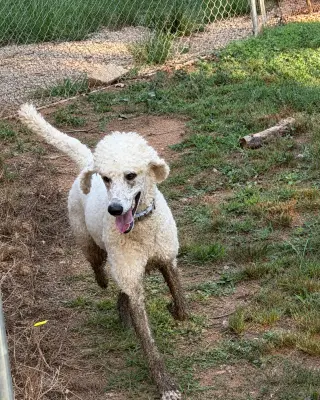 Buffy Neal - May 26