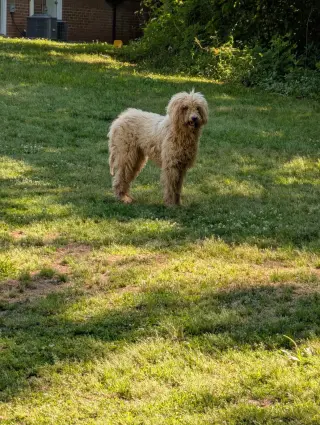 Buffy Neal - May 26