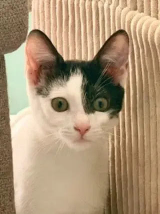 Kitcat