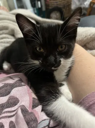 Tessie