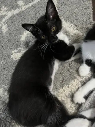 Tessie