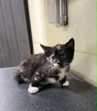 Lilly