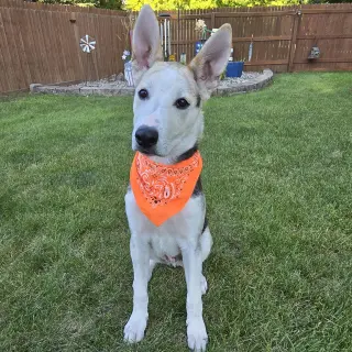 Kojak