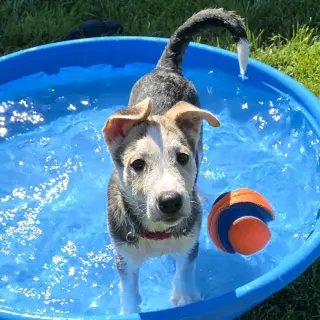 Kojak