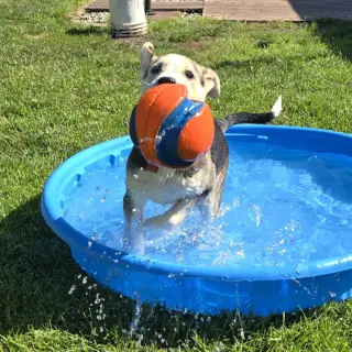 Kojak