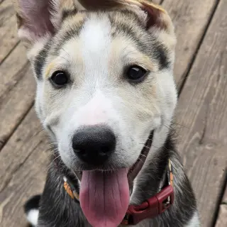 Kojak