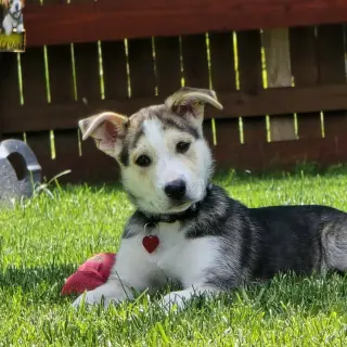 Kojak