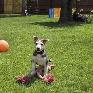 Kojak