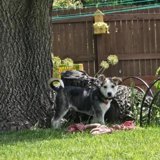 Kojak