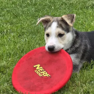 Kojak