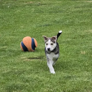 Kojak