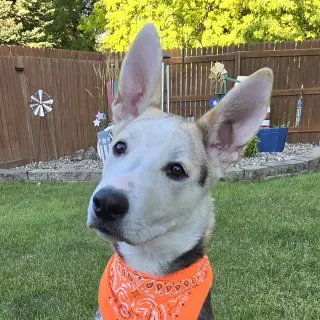 Kojak