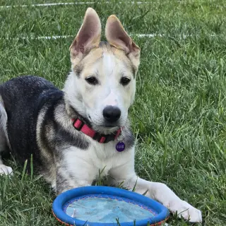 Kojak