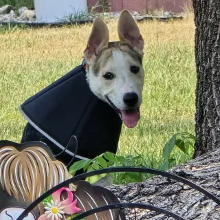 Kojak