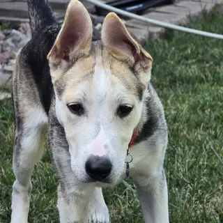 Kojak
