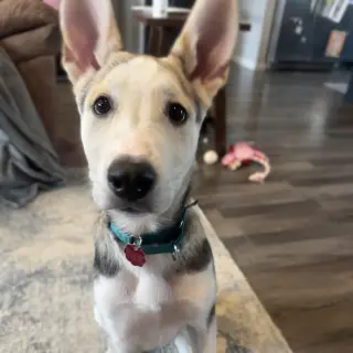 Kojak