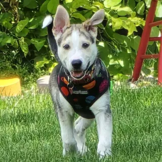 Kojak