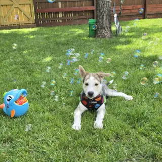 Kojak