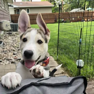 Kojak