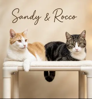 Sandy w/Rocco (FCID 08/15/25-112 Willow Grove PA)