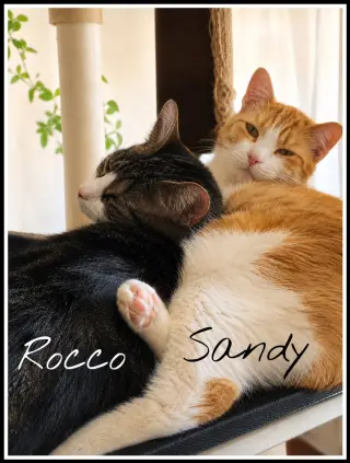 Sandy w/Rocco (FCID 08/15/25-112 Willow Grove PA)