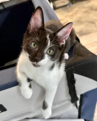Koa