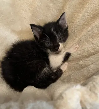 Koa