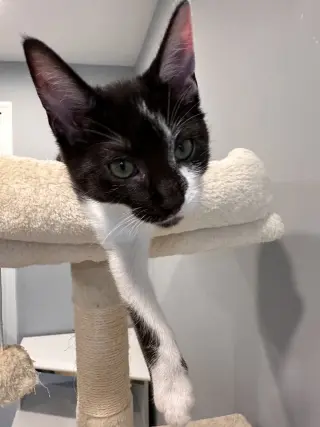 Koa