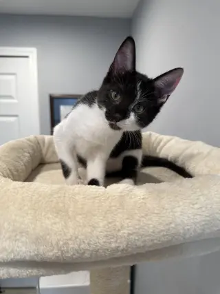 Koa