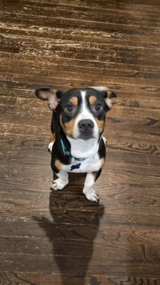 Archie