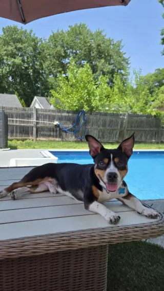 Archie