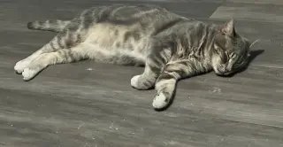 Theodore