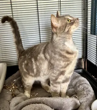 Theodore