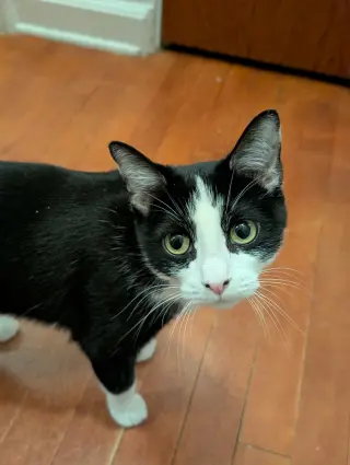 Mrs. Claws